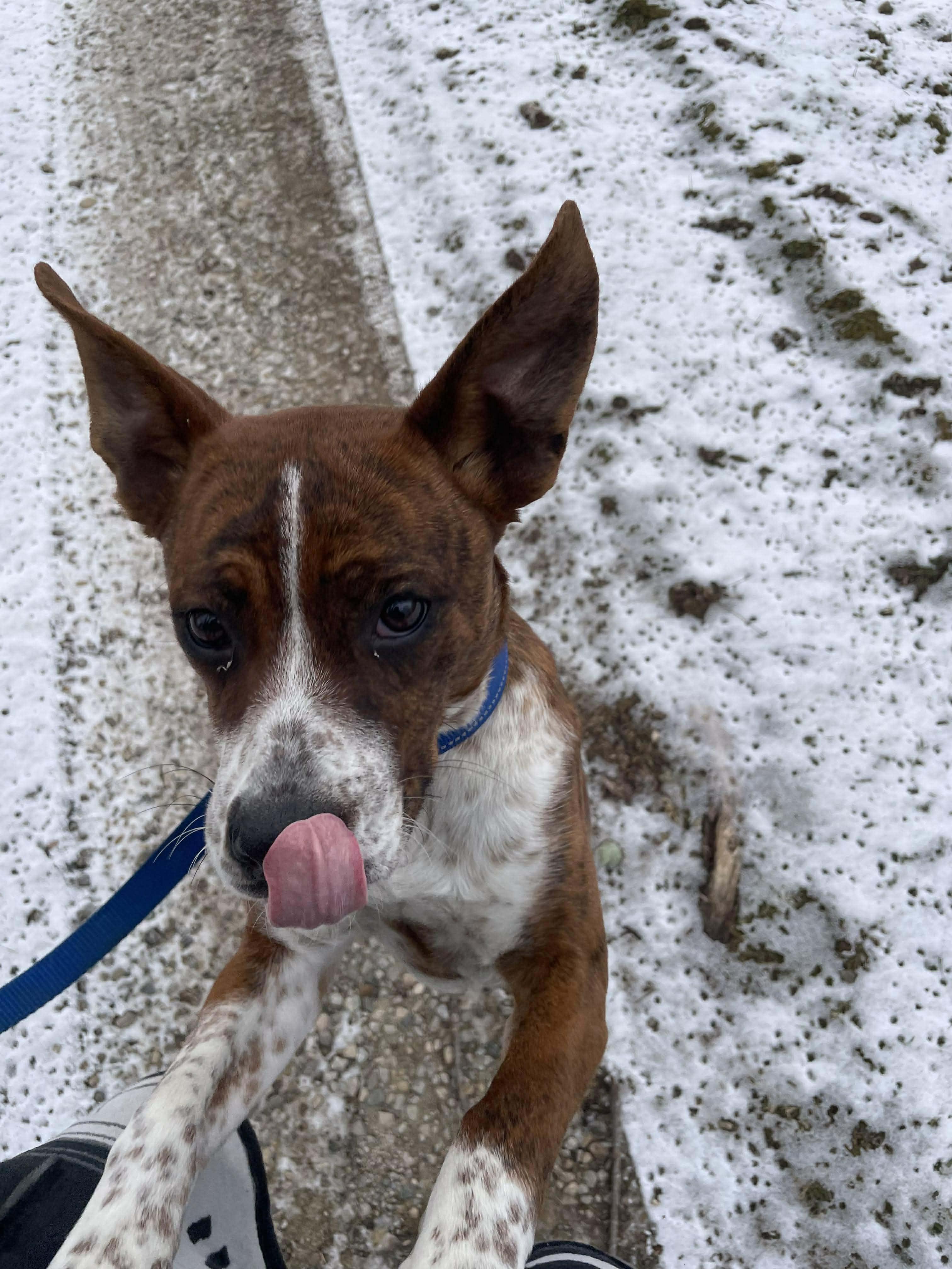 Enlarge Lucy, a Adoptable mixed breed in Liberty, IN image 6/6