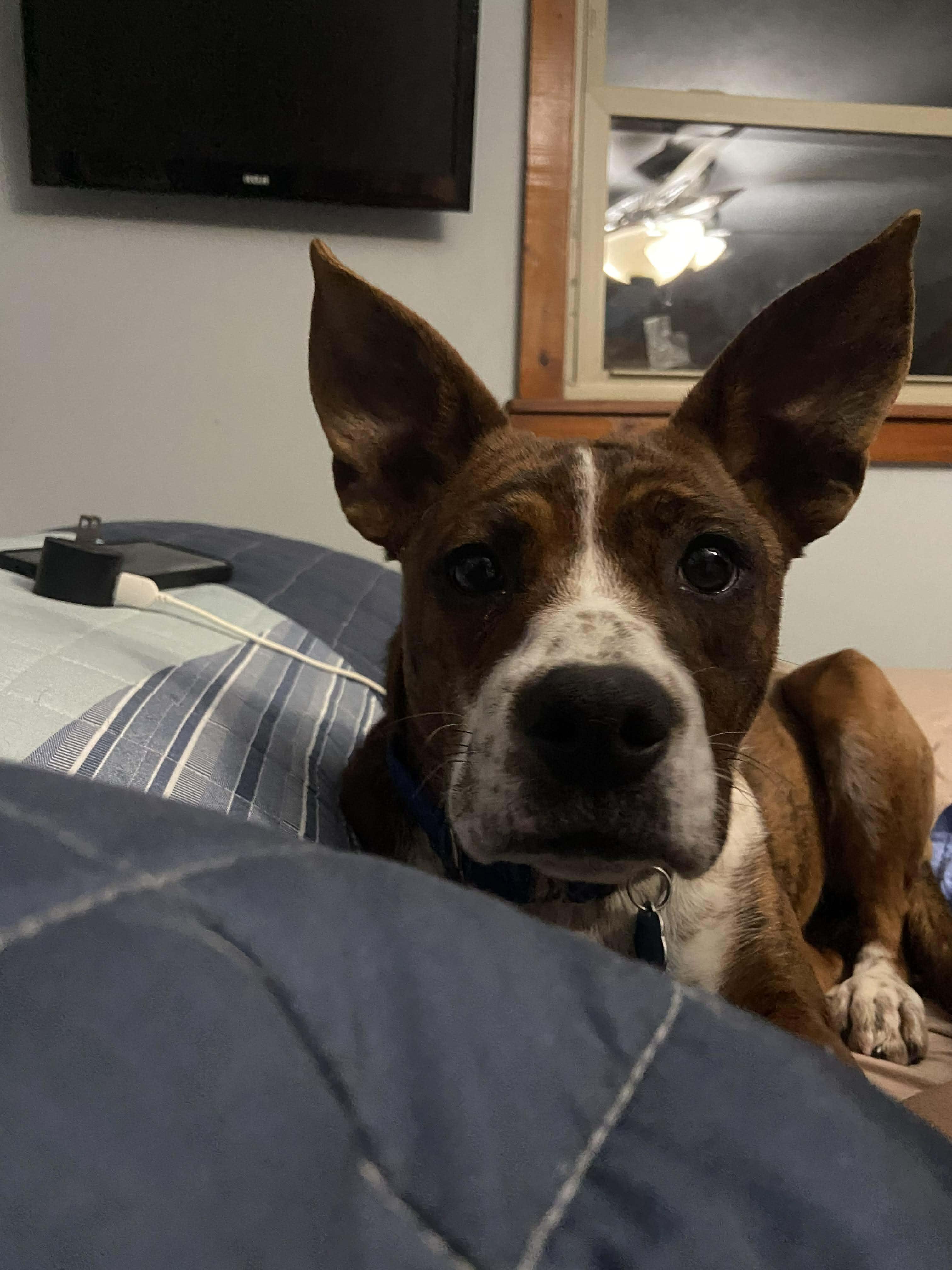 Enlarge Lucy, a Adoptable mixed breed in Liberty, IN image 5/6