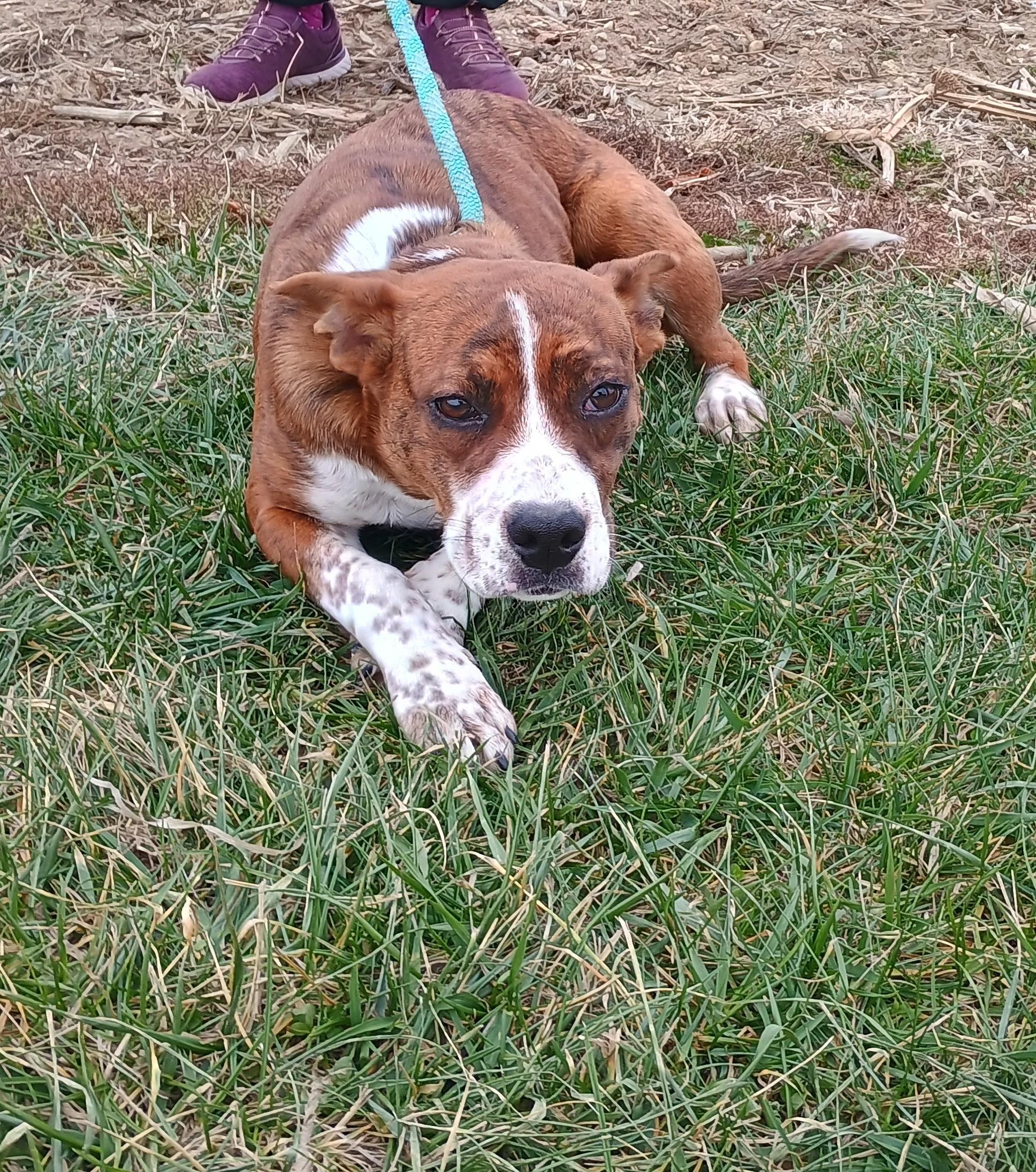 Enlarge Lucy, a Adoptable mixed breed in Liberty, IN image 1/4