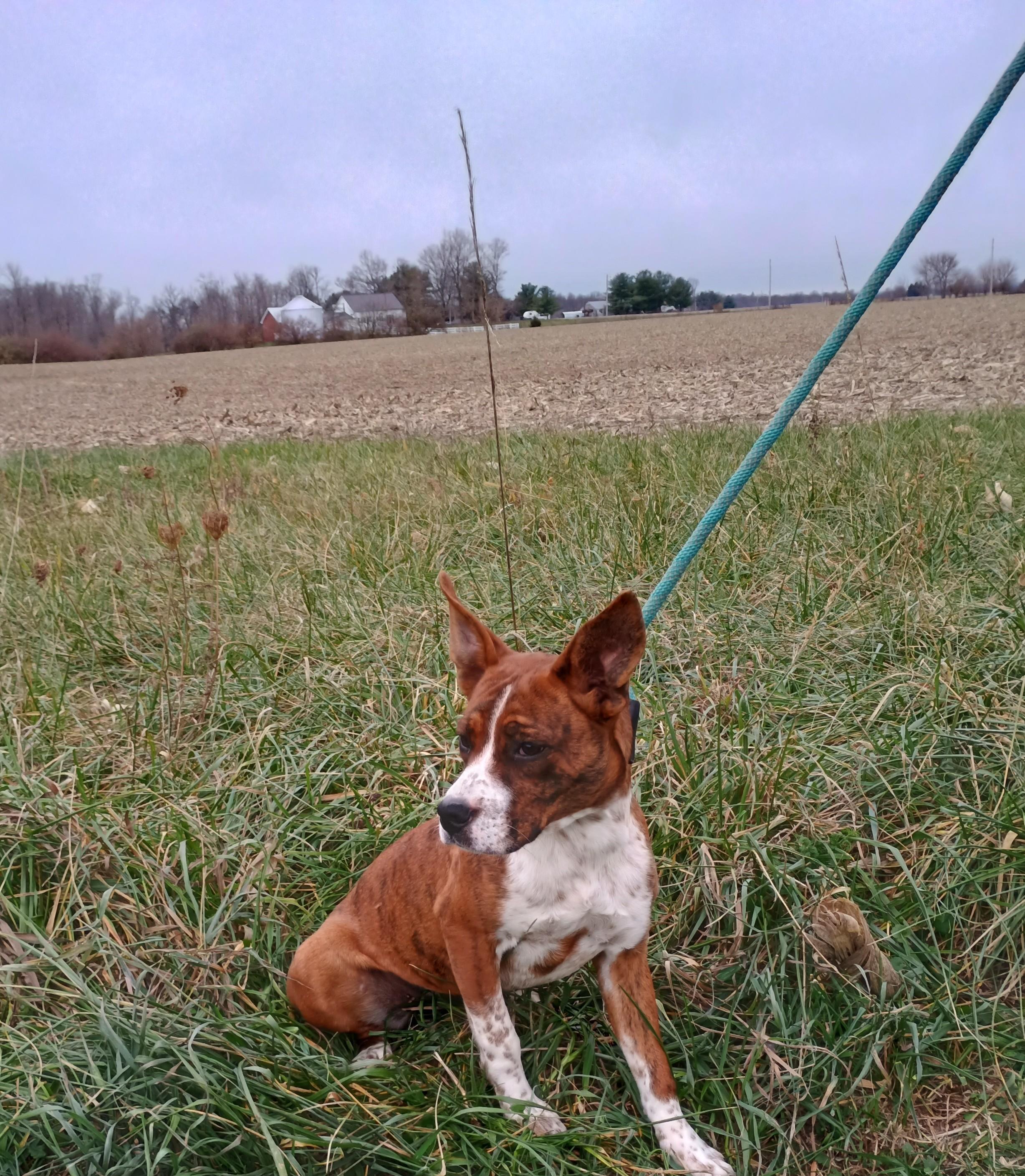 Lucy, Adoptable, Puppy Female Boxer & Cattle Dog.