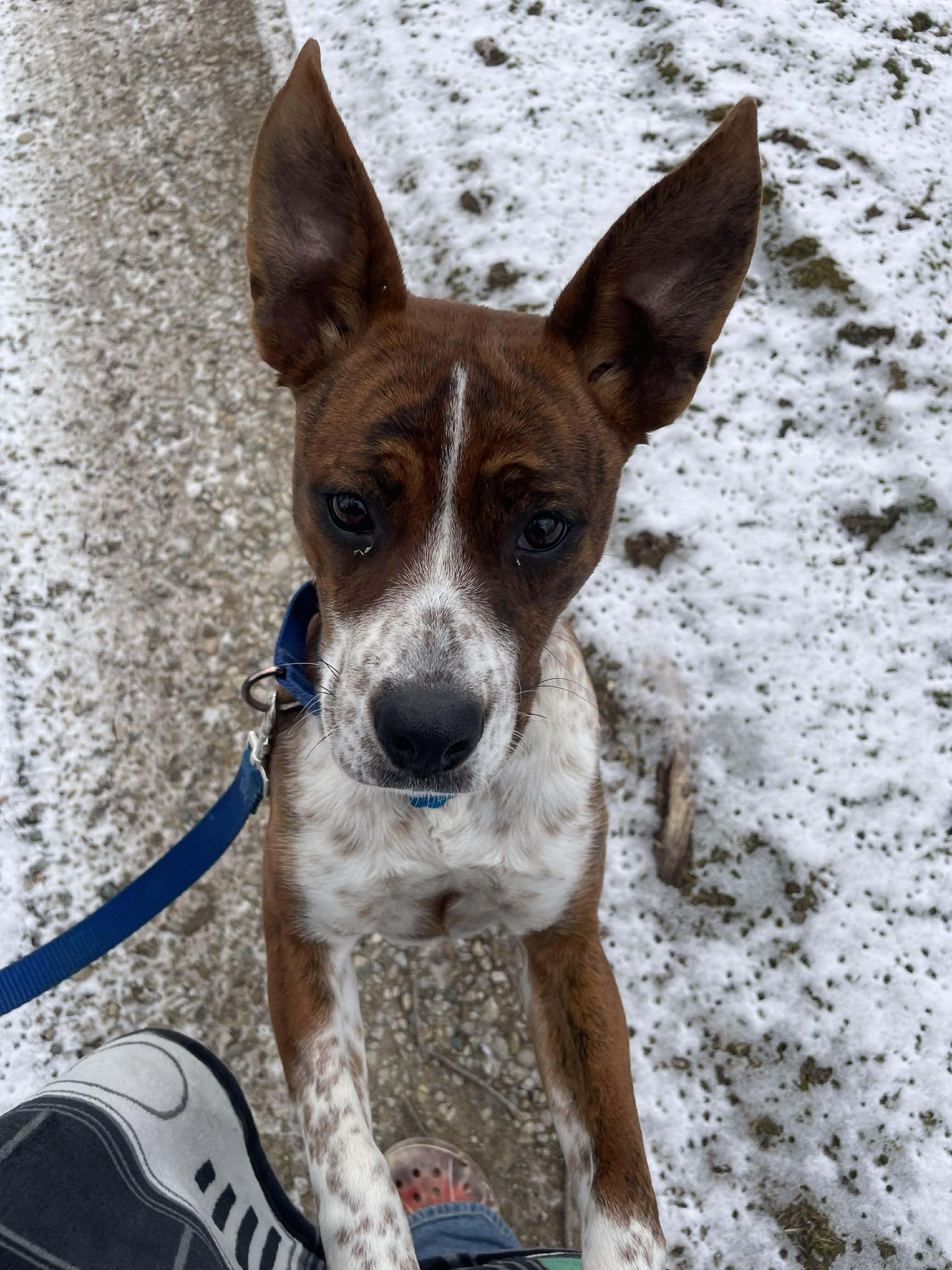 Enlarge Lucy, a Adoptable mixed breed in Liberty, IN image 4/6