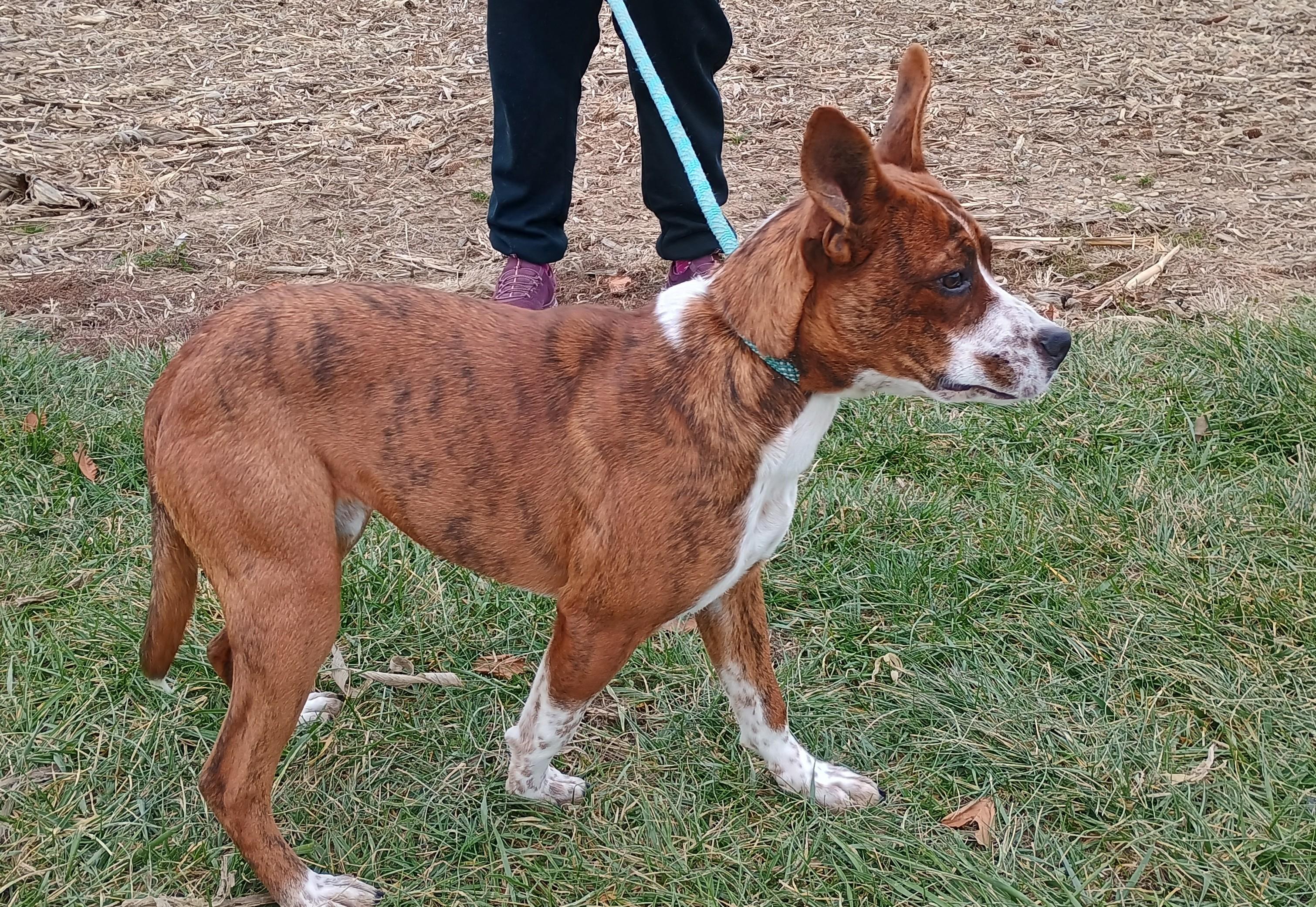 Enlarge Lucy, a Adoptable mixed breed in Liberty, IN image 3/4