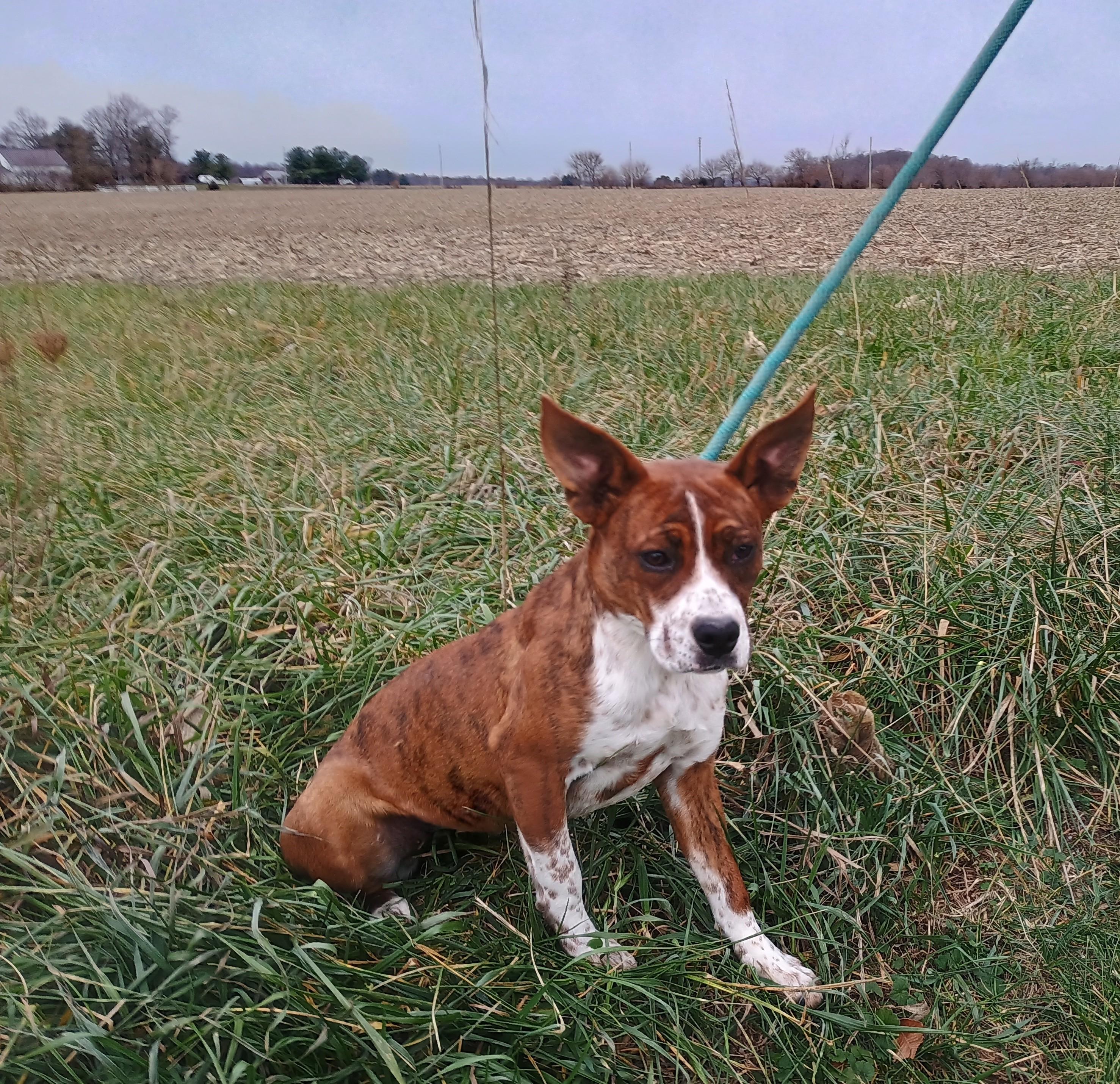 Enlarge Lucy, a Adoptable mixed breed in Liberty, IN image 4/4