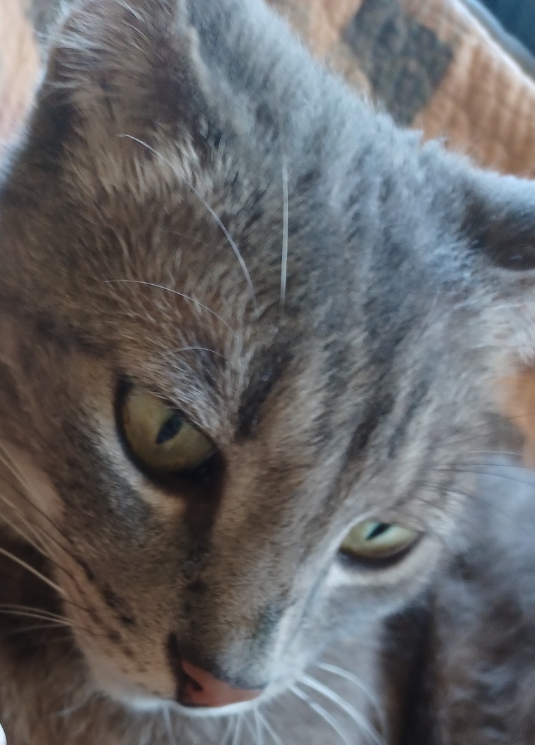 Rory, Adoptable, Young Male Tabby.