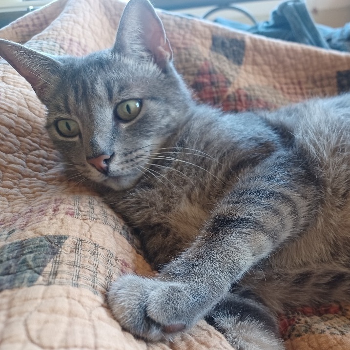 Rory, Adoptable, Young Male Tabby.