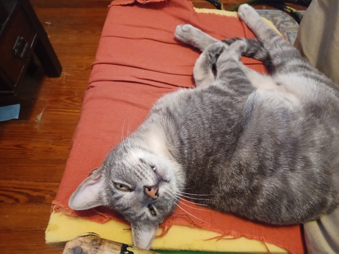 Enlarge Rory, a Adoptable mixed breed in Schertz, TX image 3/4