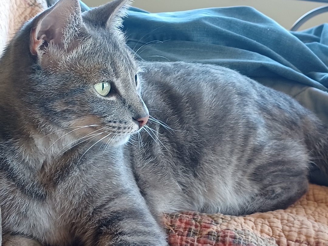 Enlarge Rory, a Adoptable mixed breed in Schertz, TX image 4/4