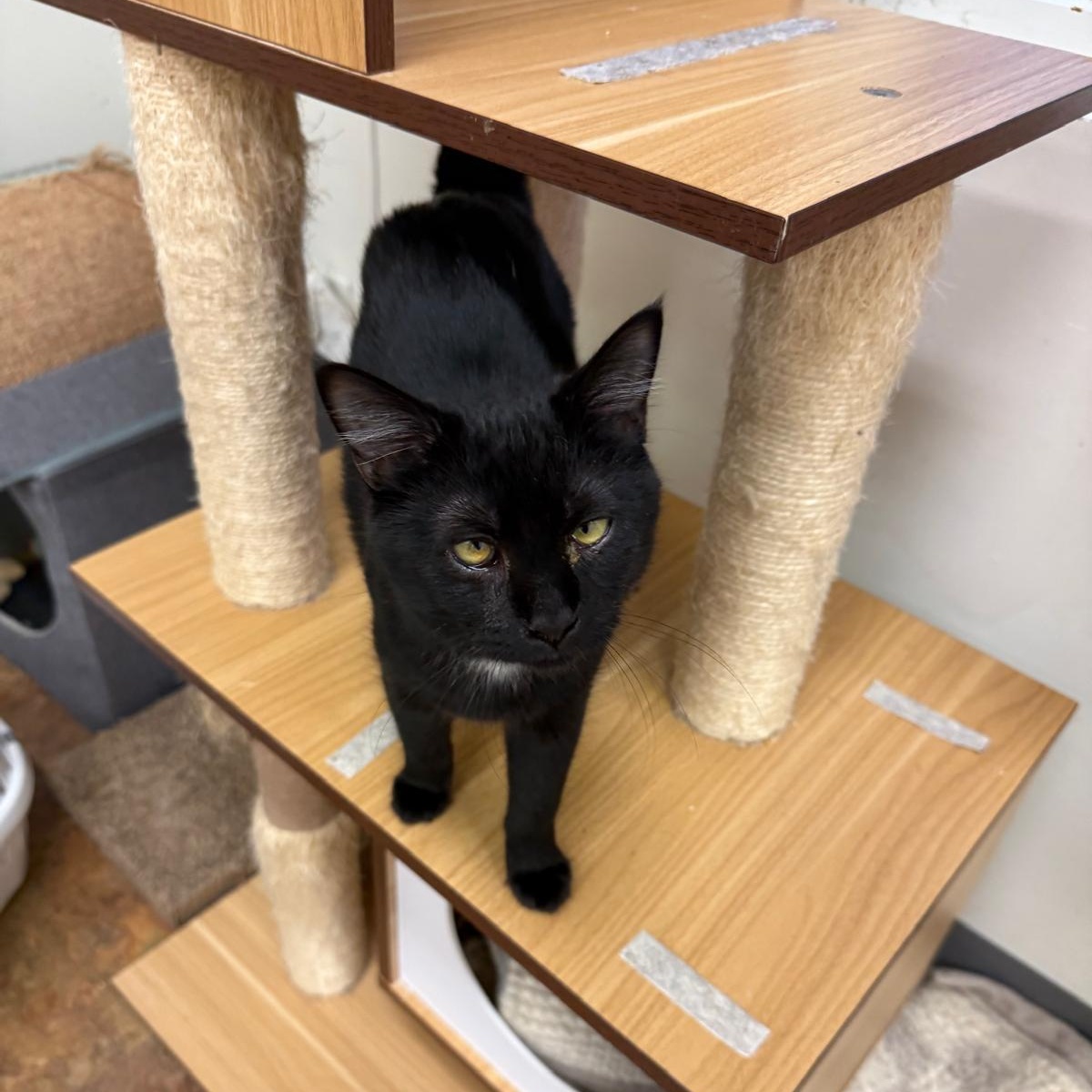 Mystic, a Adoptable Domestic Short Hair in Miami Beach, FL image 2/6