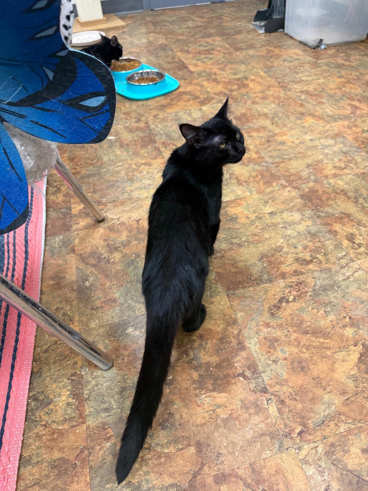 Mystic, a Adoptable Domestic Short Hair in Miami Beach, FL image 5/6