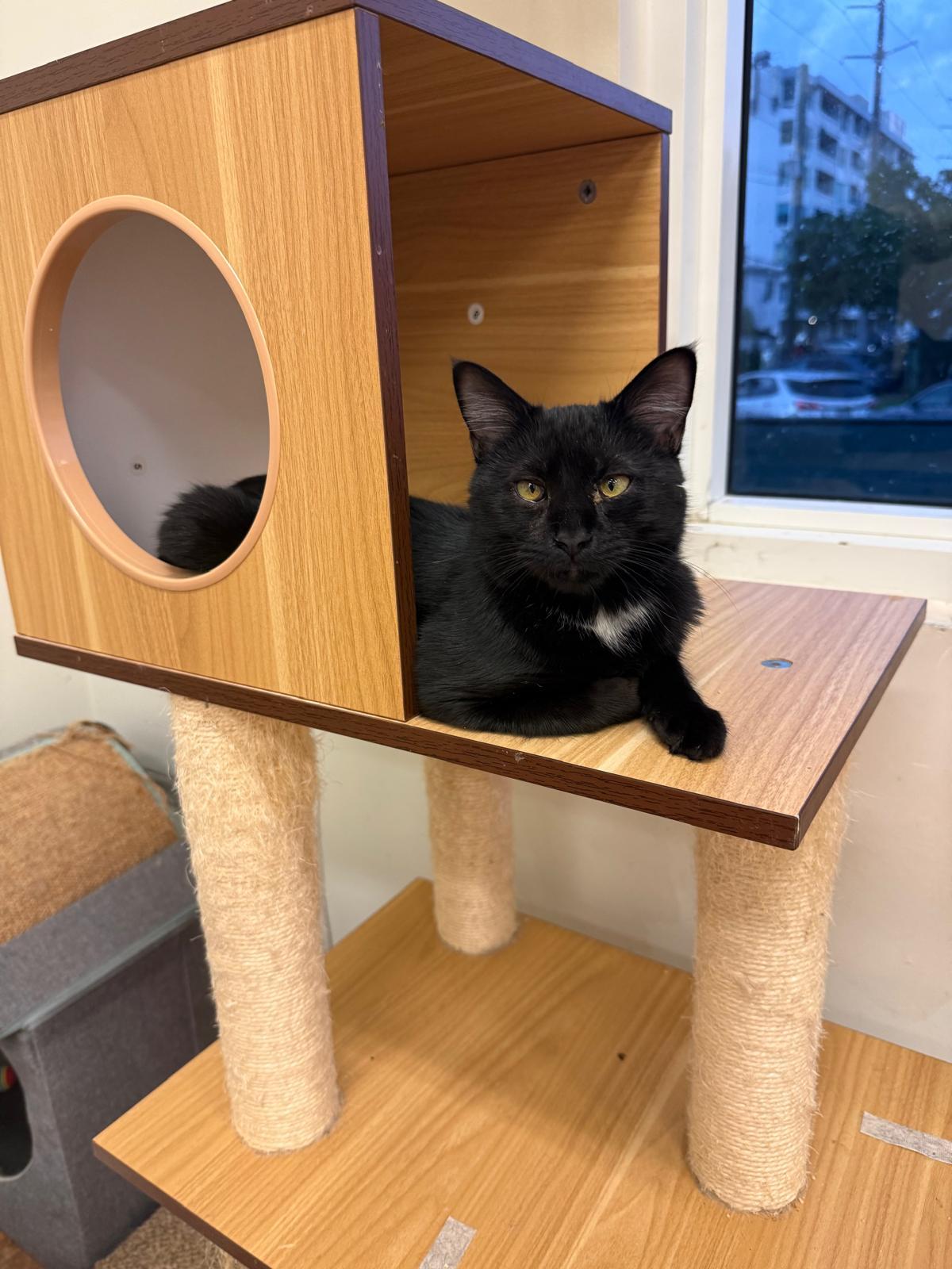 Mystic, a Adoptable Domestic Short Hair in Miami Beach, FL image 1/6