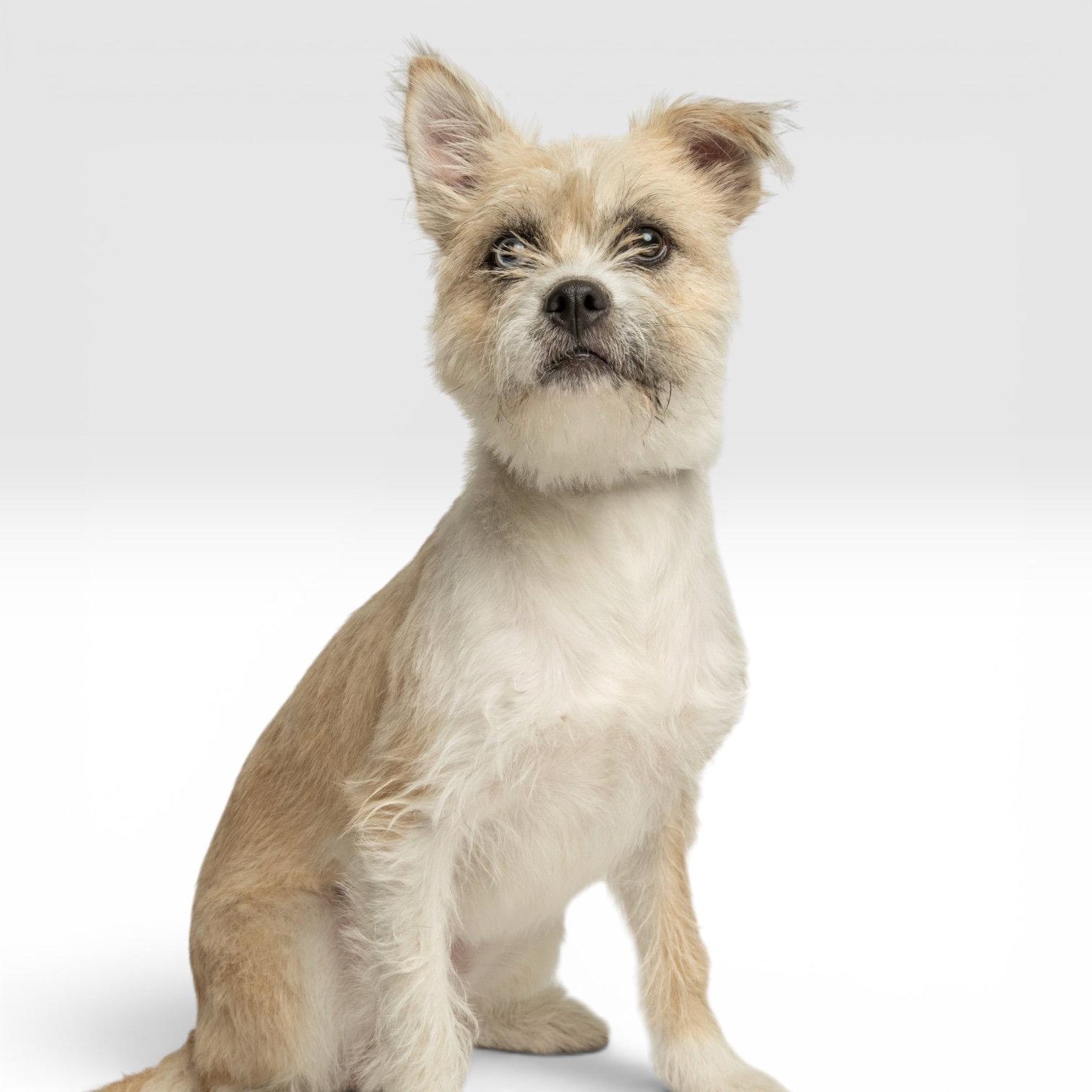 Daisy, Adopted, Young Female Border Terrier.