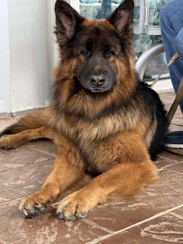 Noble 2