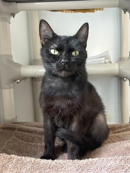 Enlarge Corn Flake, a Adoptable mixed breed in Madison, WI image 1/3