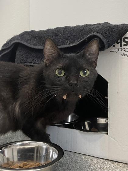 Enlarge Corn Flake, a Adoptable mixed breed in Madison, WI image 2/3