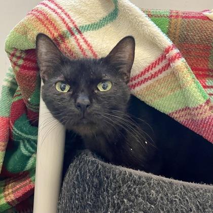 Enlarge Corn Flake, a Adoptable mixed breed in Madison, WI image 3/3