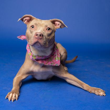 Babes, Adoptable, Adult Female Pit Bull Terrier & Mixed Breed.