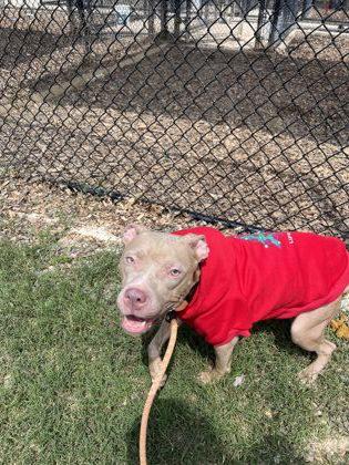 Babes, a Adoptable mixed breed in Atlanta, GA image 2/3