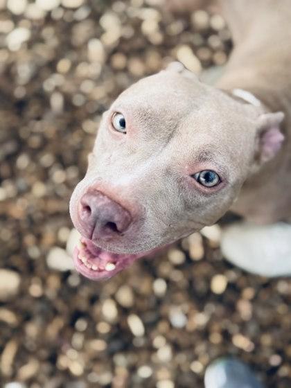 Babes, a Adoptable mixed breed in Atlanta, GA image 3/3