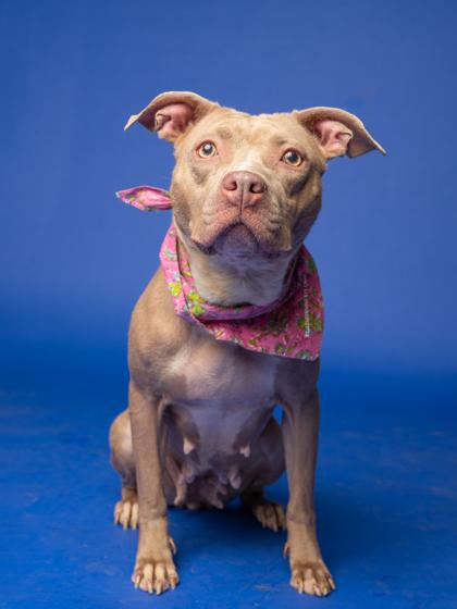 Enlarge Babes, a Adoptable mixed breed in Atlanta, GA image 2/3