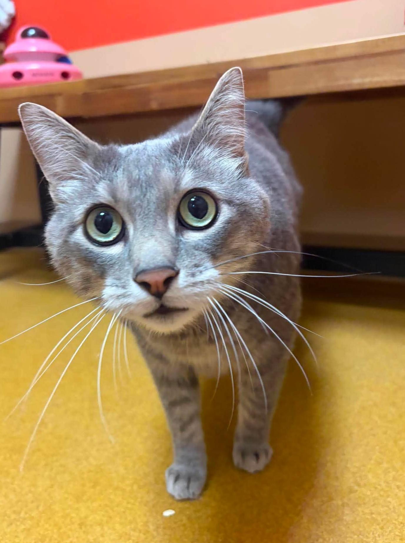 Felix / Curly, adoptable, Adult Male Domestic Short Hair.