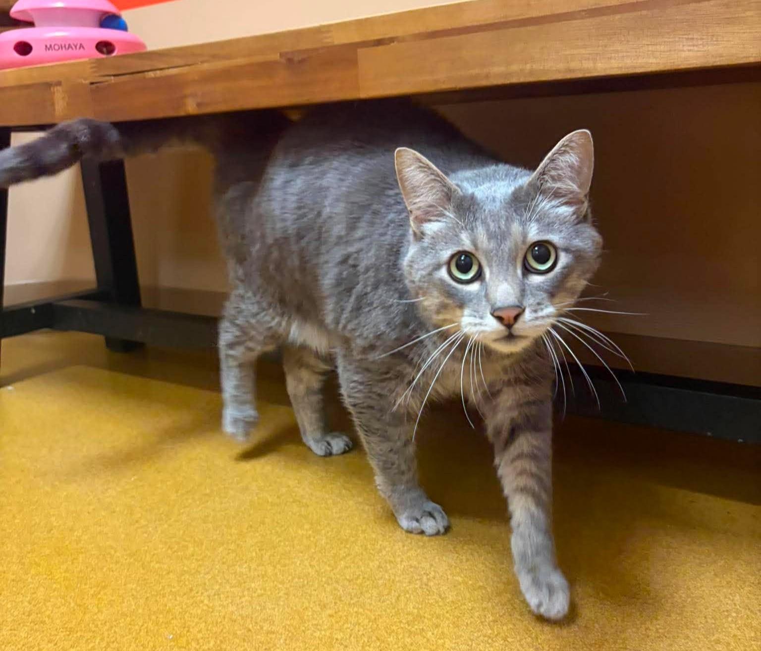 Felix / Curly, an adoptable mixed breed in Maryville, MO image 2/4