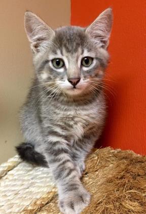 Felix / Curly, an adoptable mixed breed in Maryville, MO image 4/4