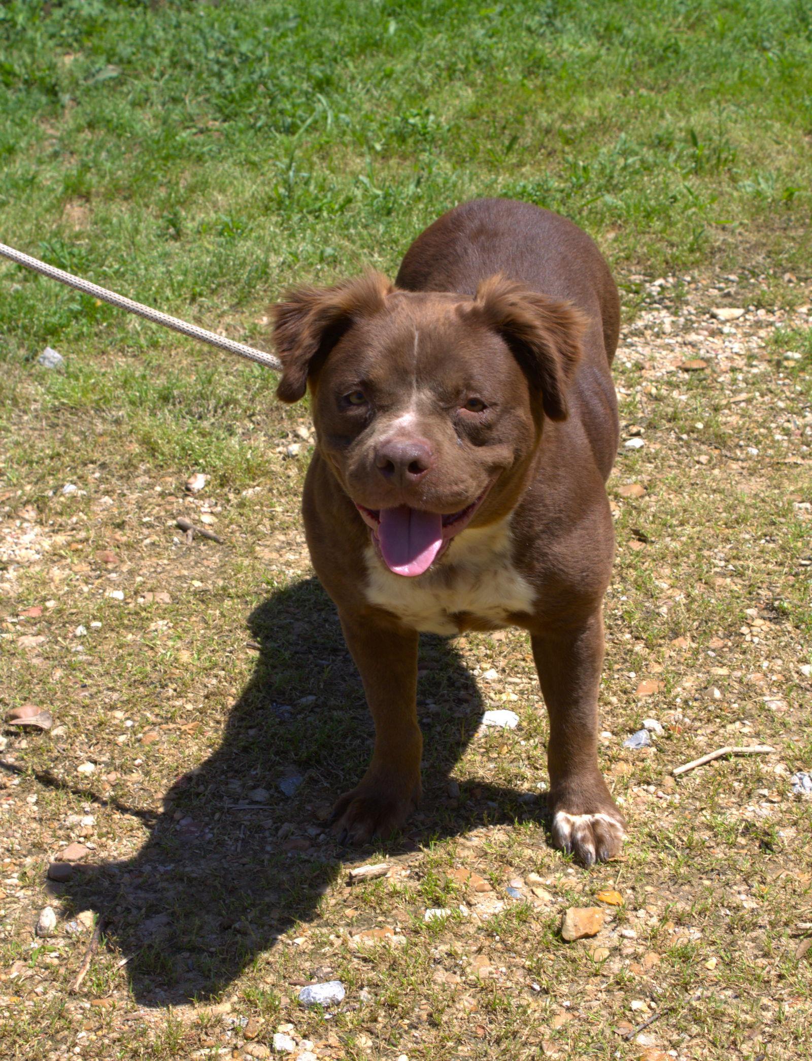 Enlarge Bridget (Baby), a Adoptable mixed breed in Jackson, MS image 1/3