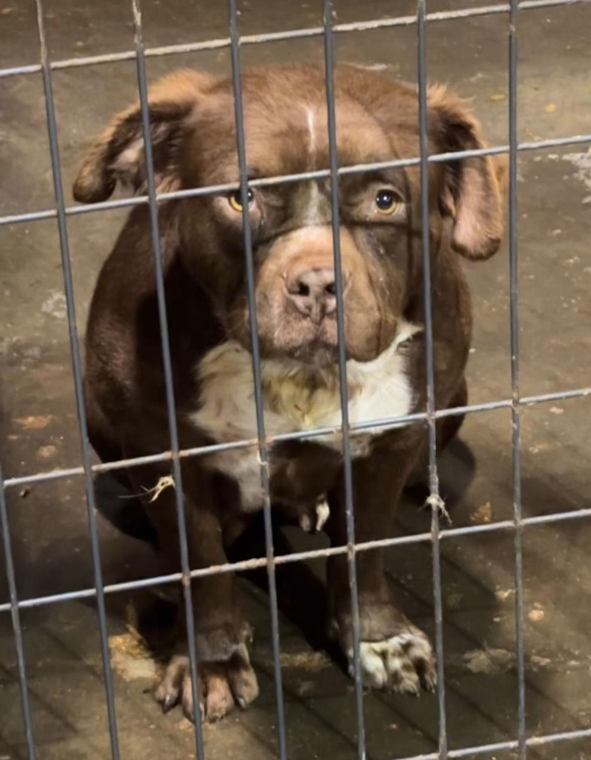 Enlarge Bridget (Baby), a Adoptable mixed breed in Jackson, MS image 2/3