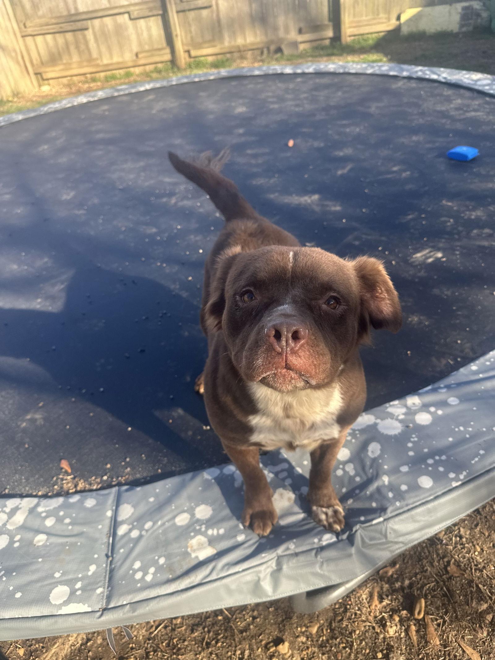 Enlarge Bridget (Baby), a Adoptable mixed breed in Jackson, MS image 3/3