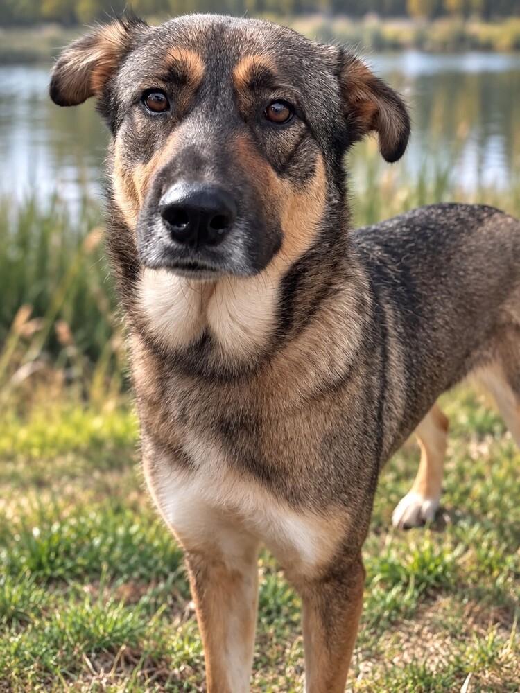 Lola 💜, Adoptable, Adult Female German Shepherd Dog.