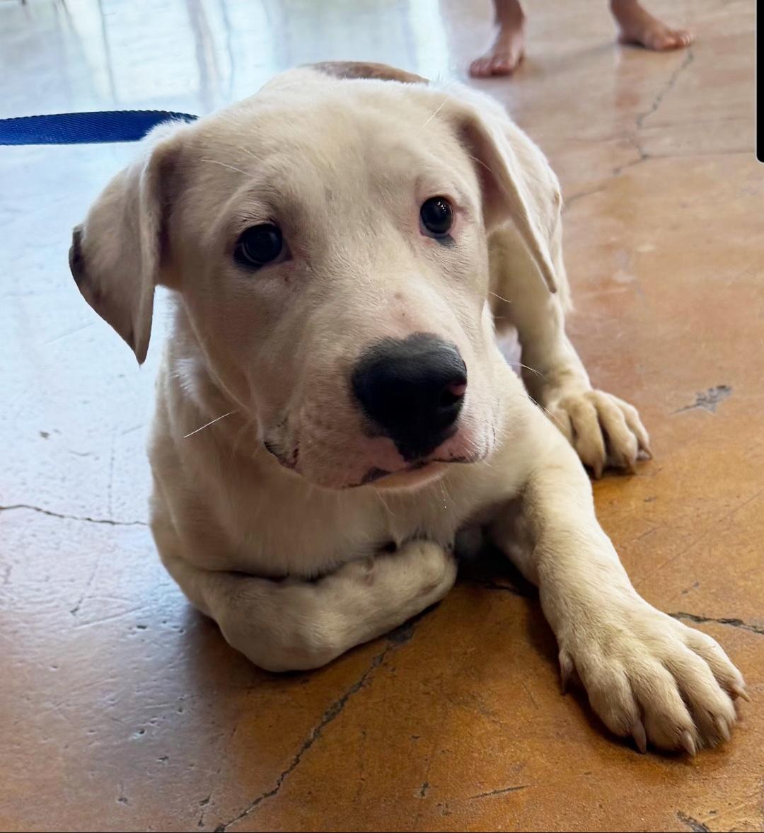 Rollo, Adopted, Puppy Male Labrador Retriever & Pit Bull Terrier.