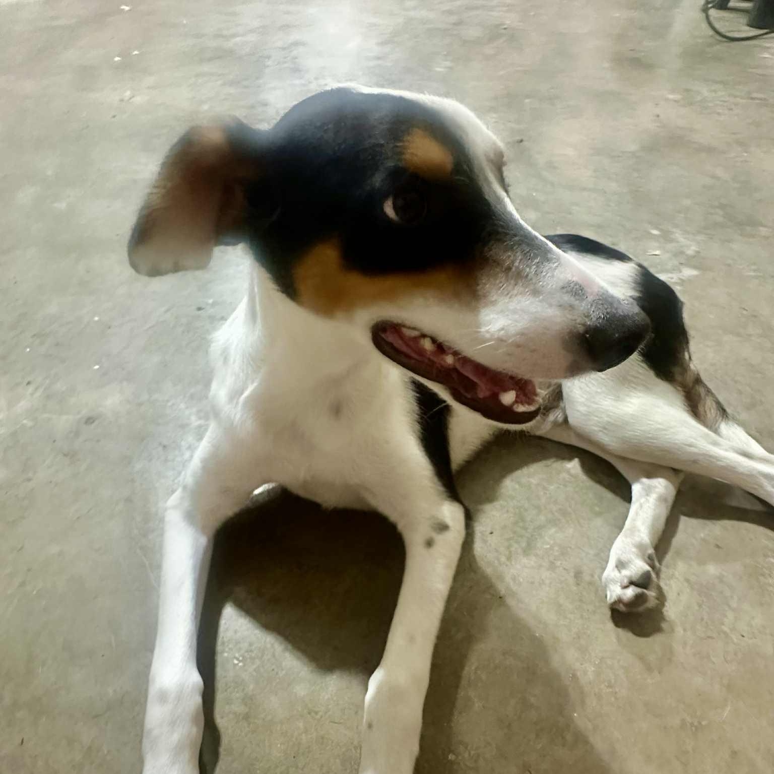 Duke, a Adoptable mixed breed in Willowbrook, IL image 2/4