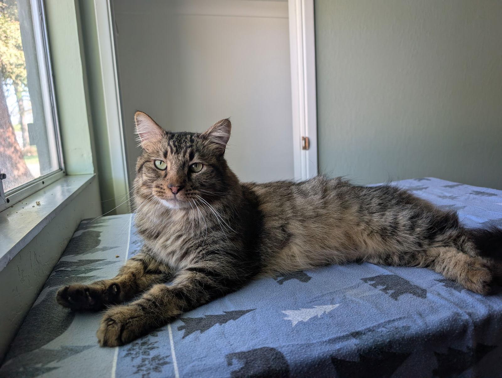 Hitchcock, a Adoptable Domestic Long Hair in Davis, CA image 1/3