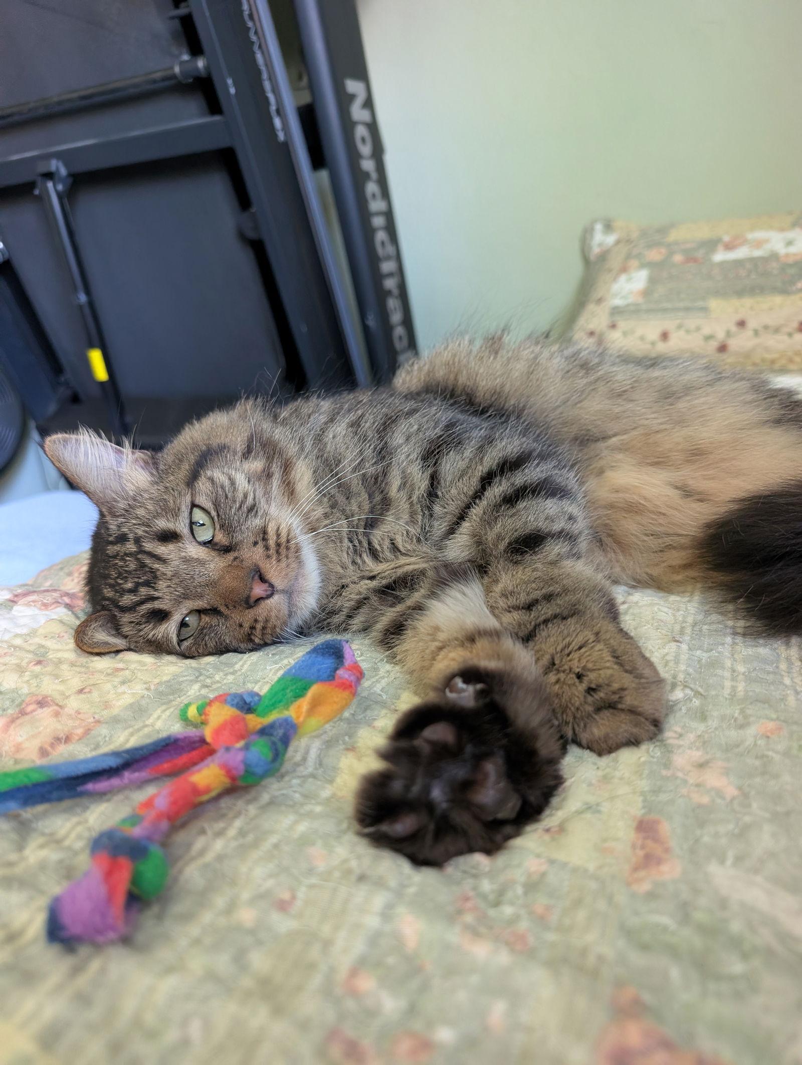 Hitchcock, a Adoptable Domestic Long Hair in Davis, CA image 2/3