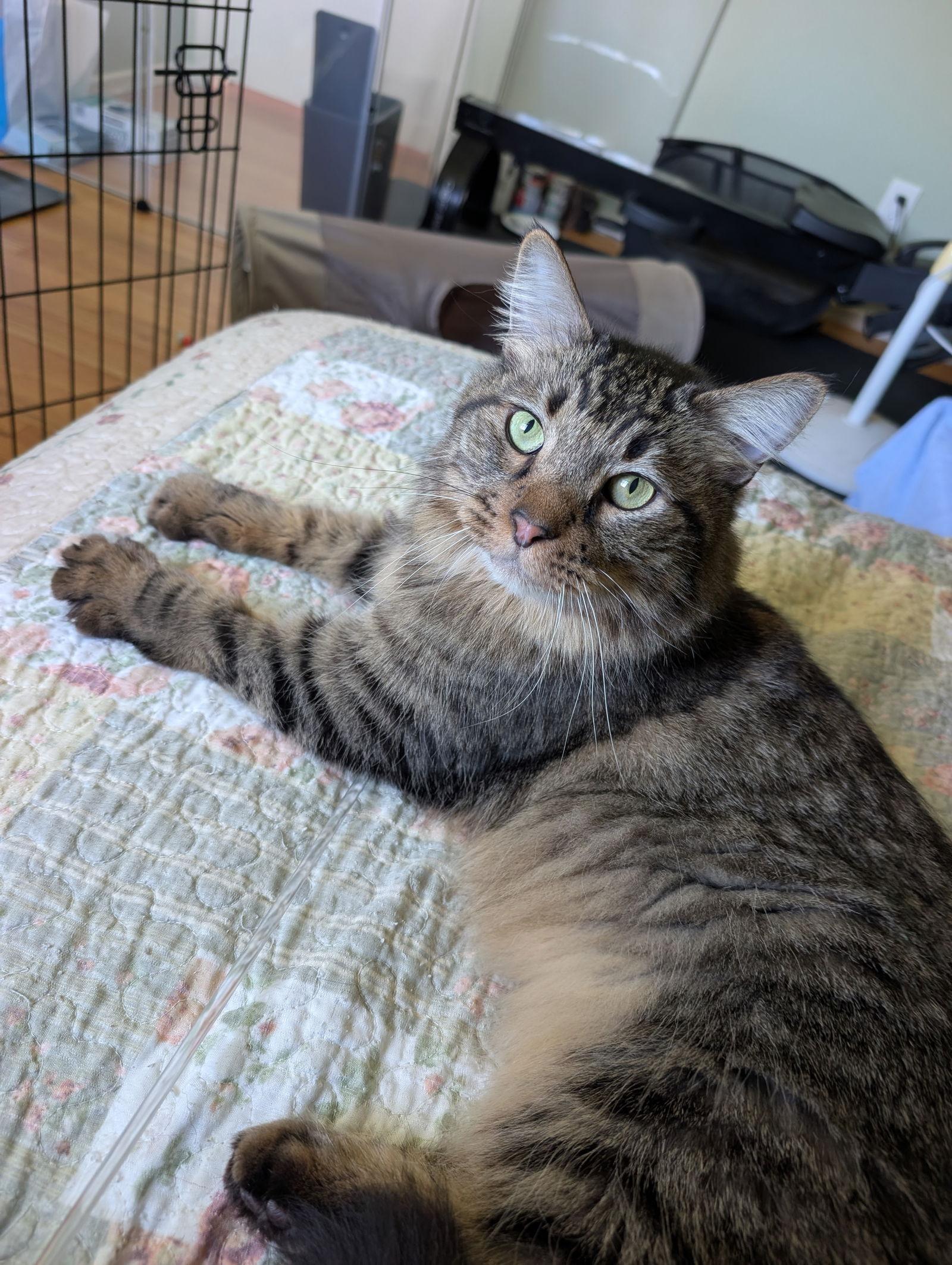 Hitchcock, a Adoptable Domestic Long Hair in Davis, CA image 3/3