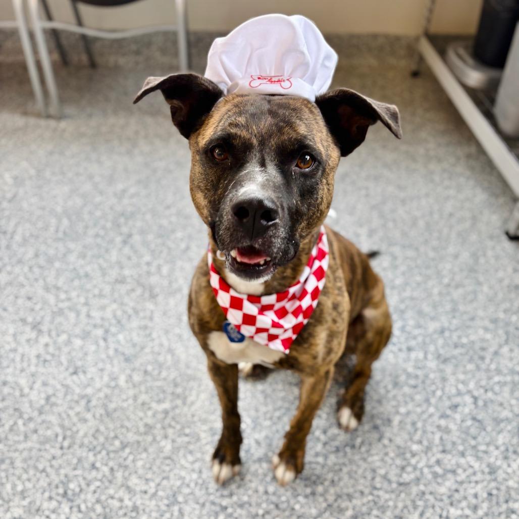 Tiberius, Adoptable, Adult Male Mountain Cur & Mixed Breed.