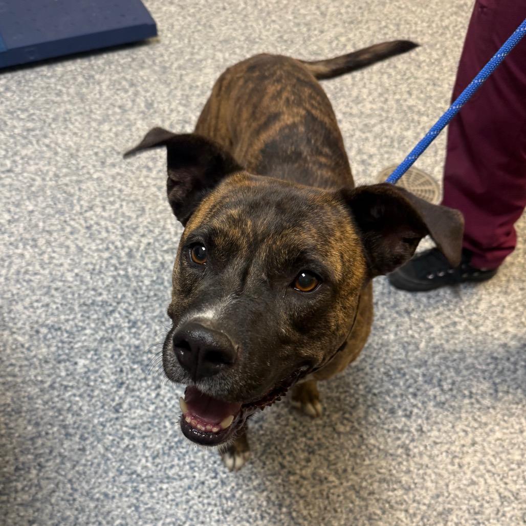Tiberius, a Adoptable mixed breed in Great Falls, MT image 2/5