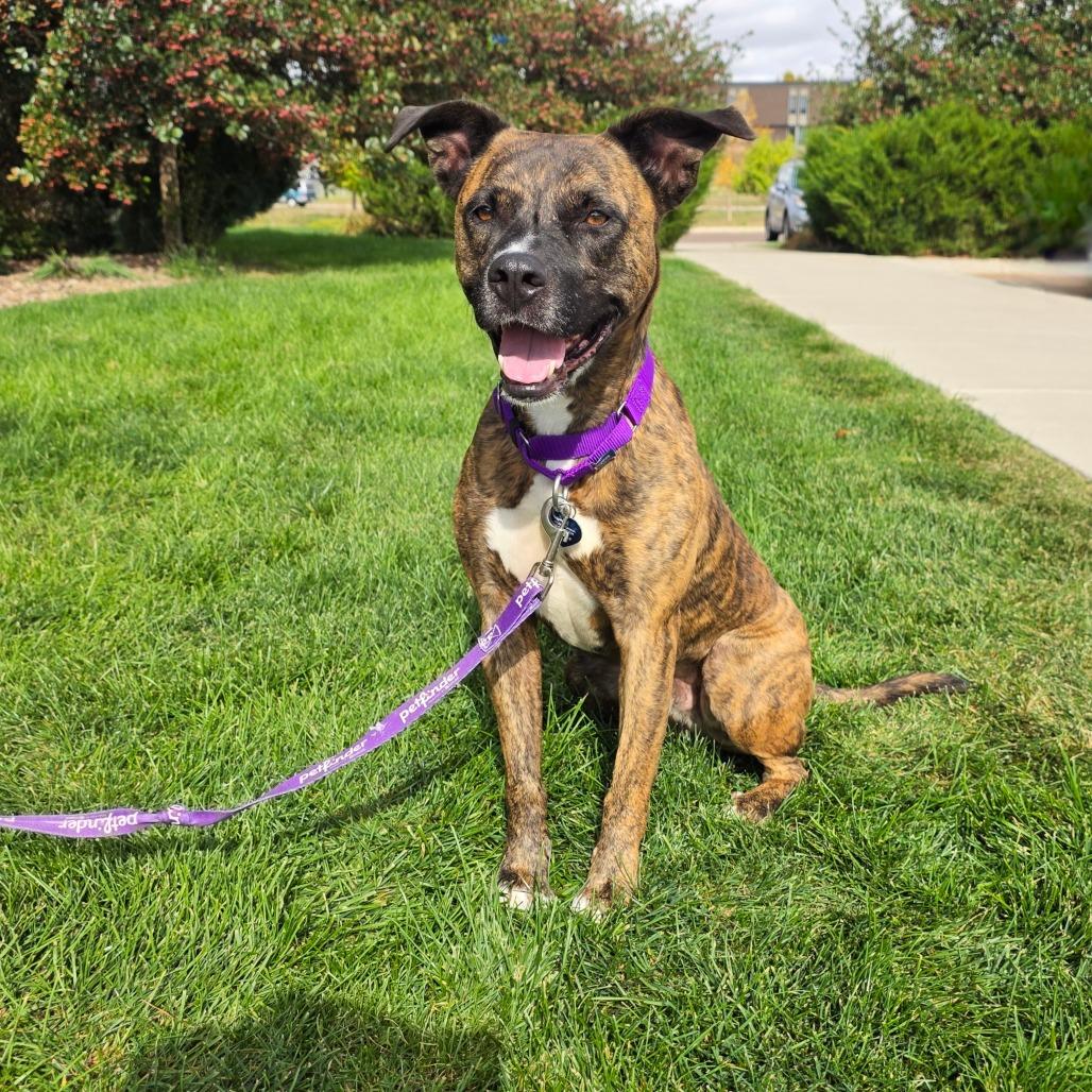 Tiberius, a Adoptable mixed breed in Great Falls, MT image 3/5