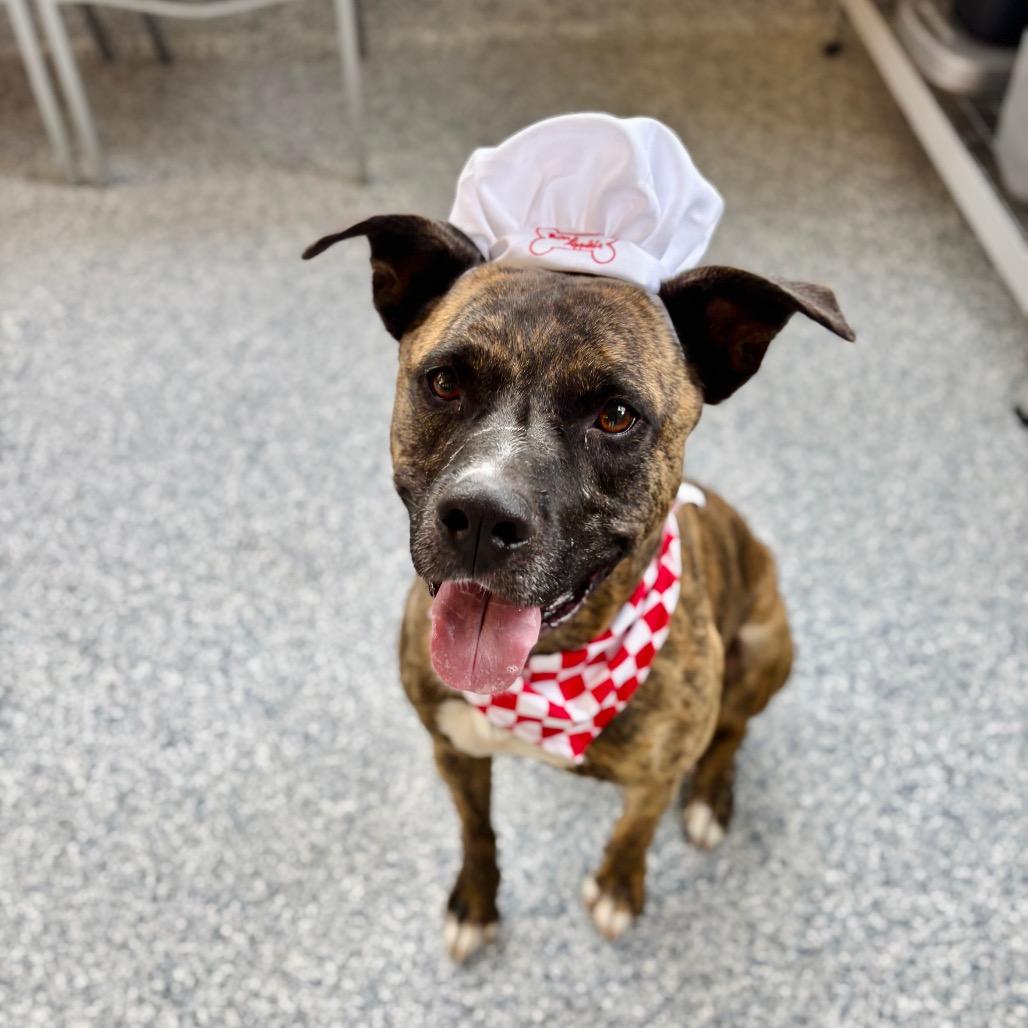 Tiberius, a Adoptable mixed breed in Great Falls, MT image 4/5