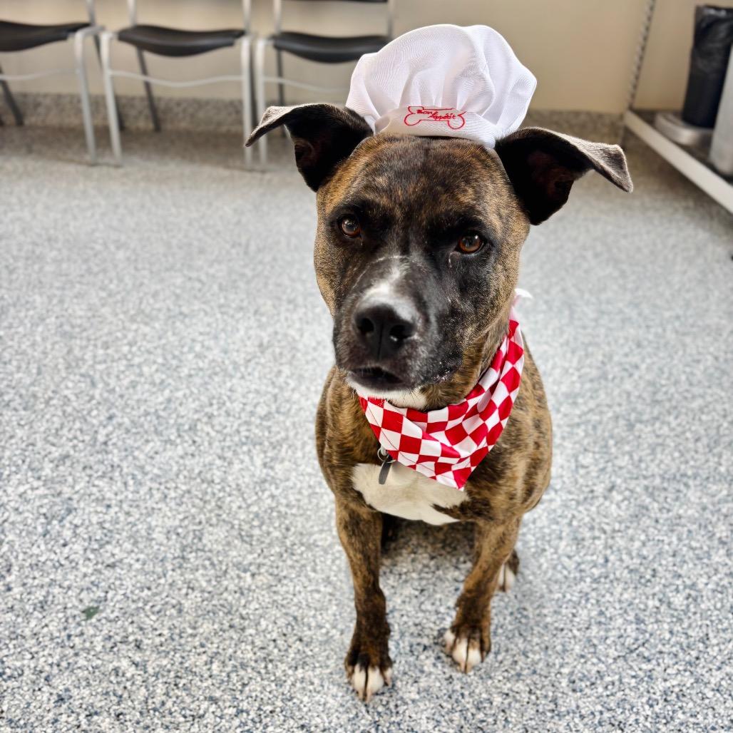 Tiberius, a Adoptable mixed breed in Great Falls, MT image 5/5