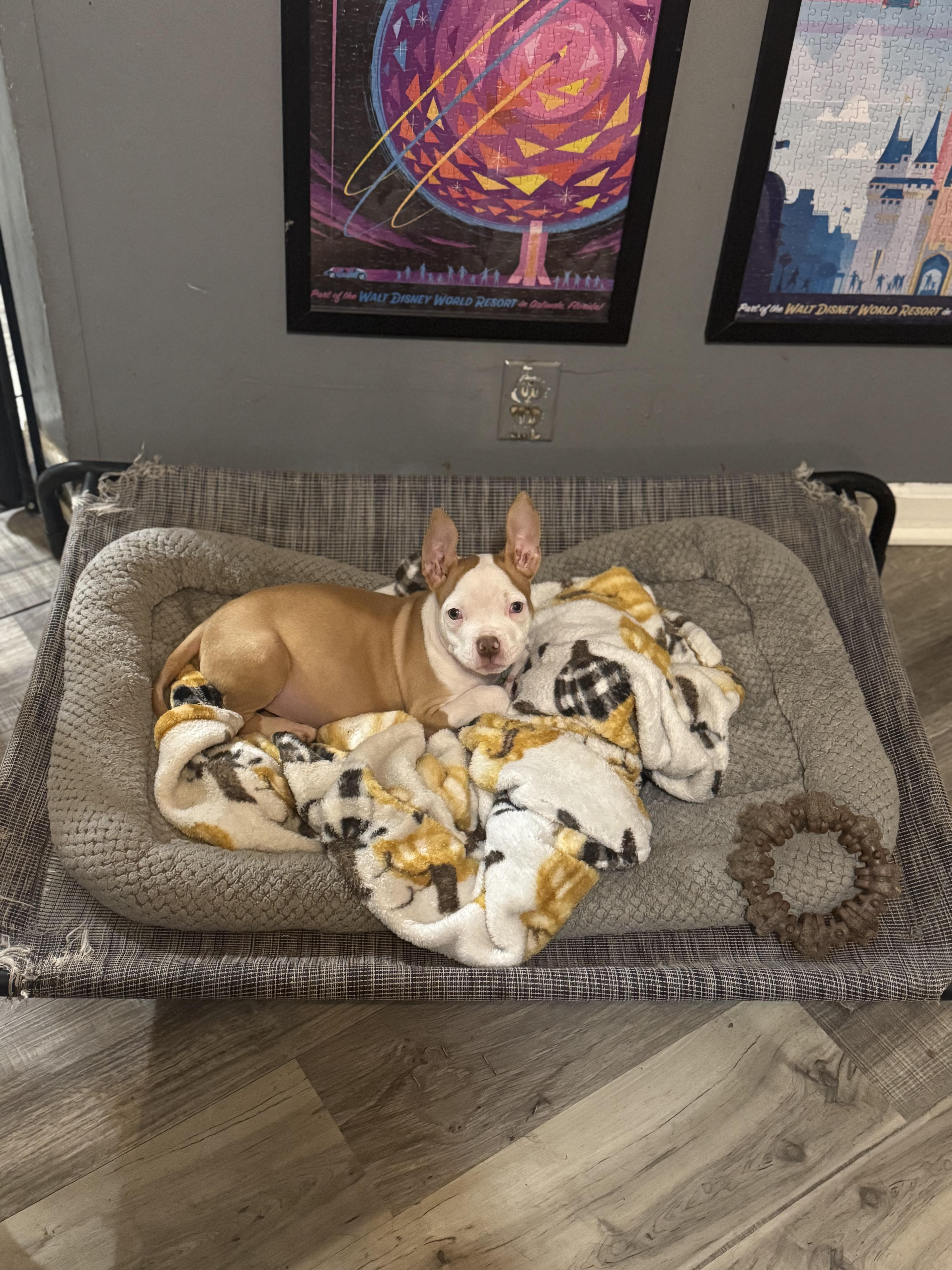 Ezekiel! Precious angel! , ADOPTABLE, Puppy Male American Bulldog & Pit Bull Terrier.