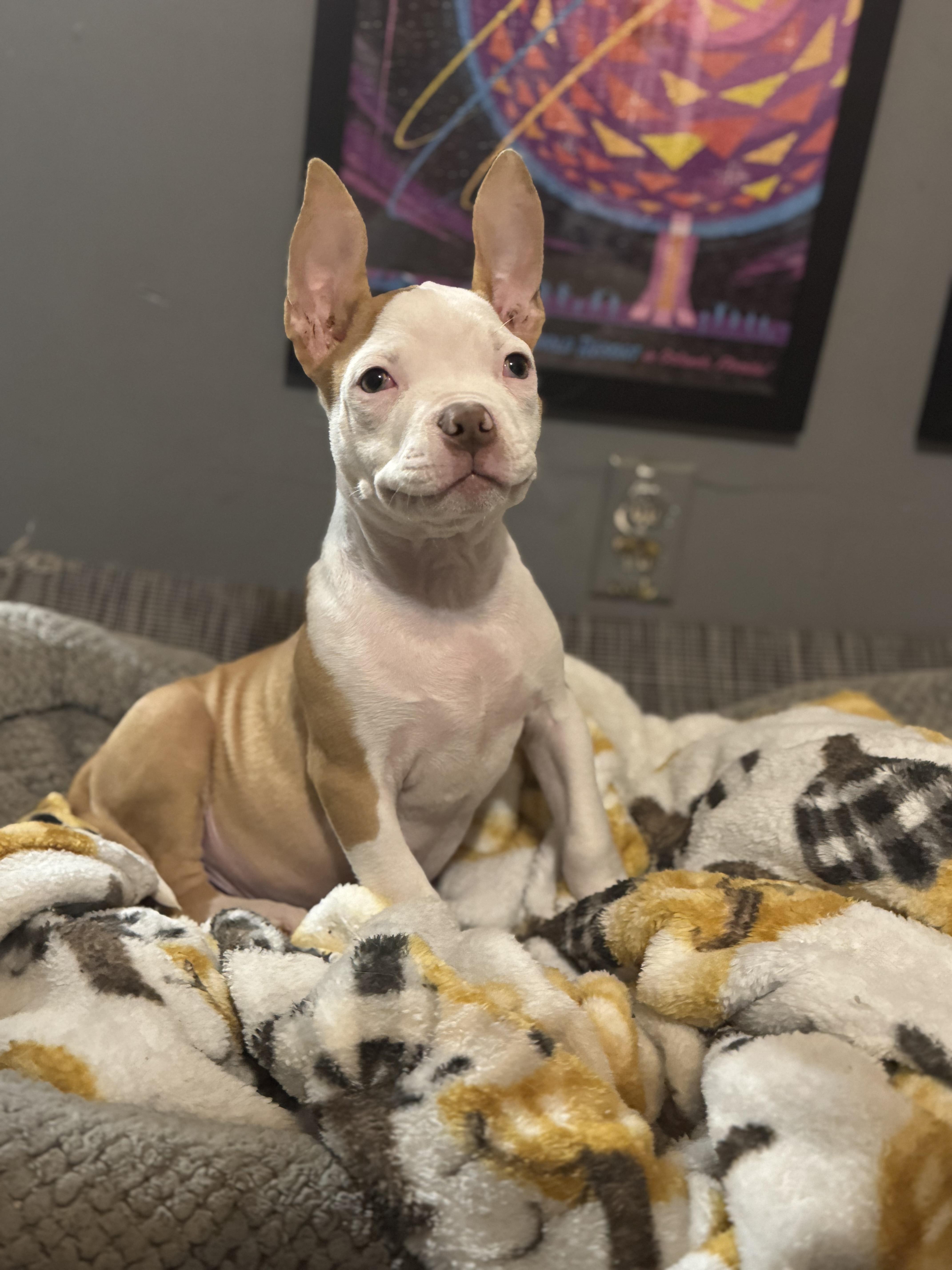 Enlarge Ezekiel! Precious angel! , a ADOPTABLE mixed breed in RUSSIAVILLE, IN image 5/6