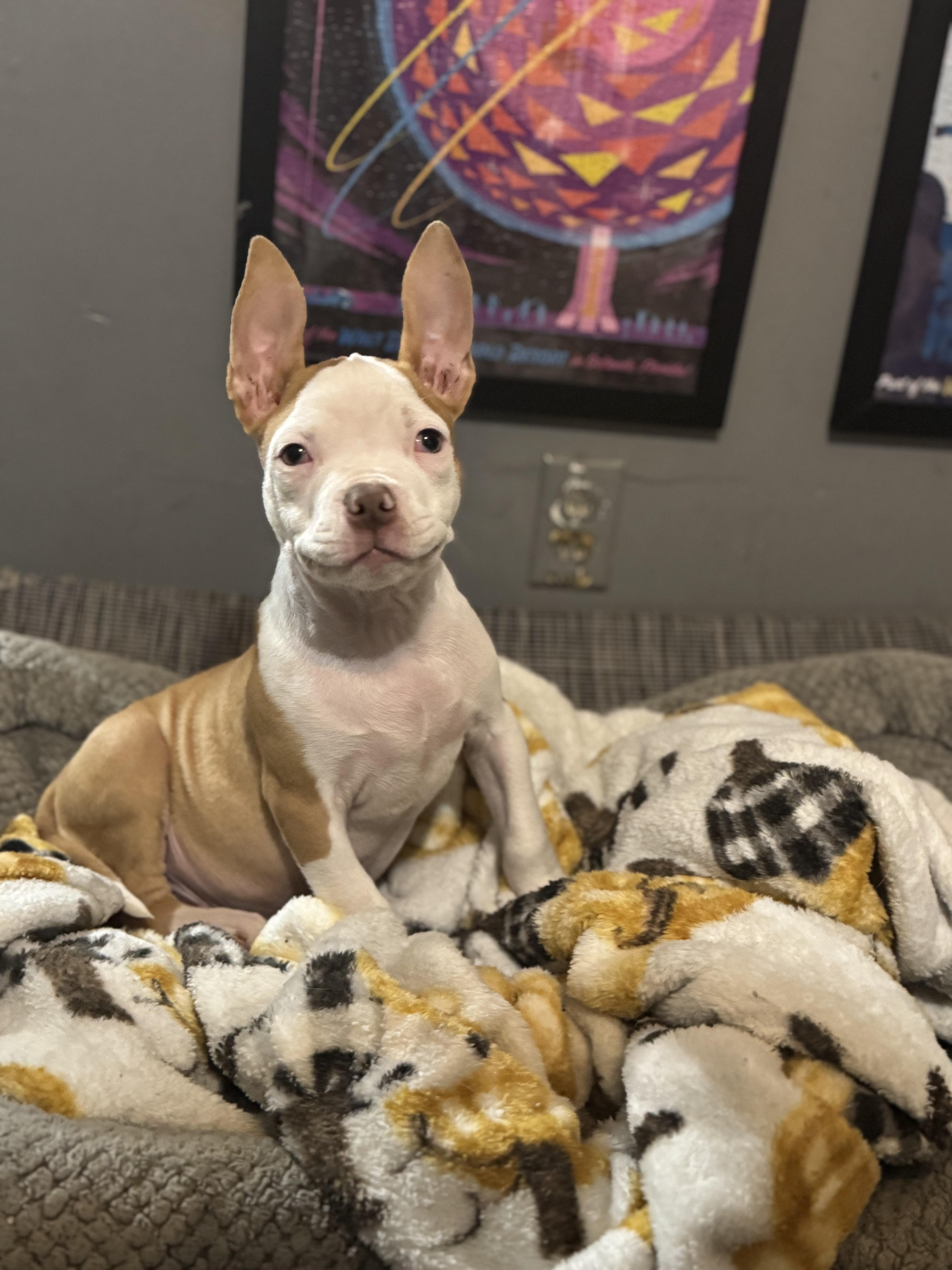 Enlarge Ezekiel! Precious angel! , a ADOPTABLE mixed breed in RUSSIAVILLE, IN image 3/6