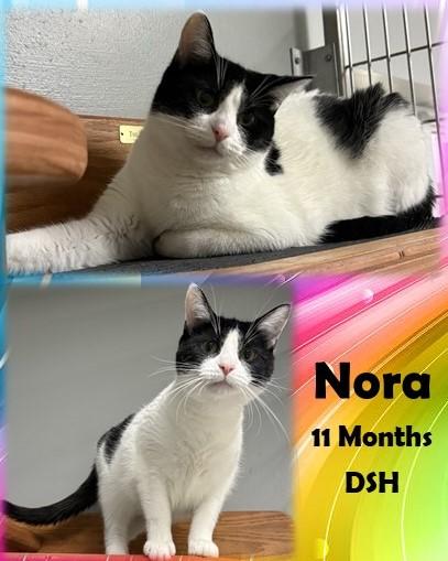 Nora, ADOPTABLE, Adult Female Domestic Short Hair.