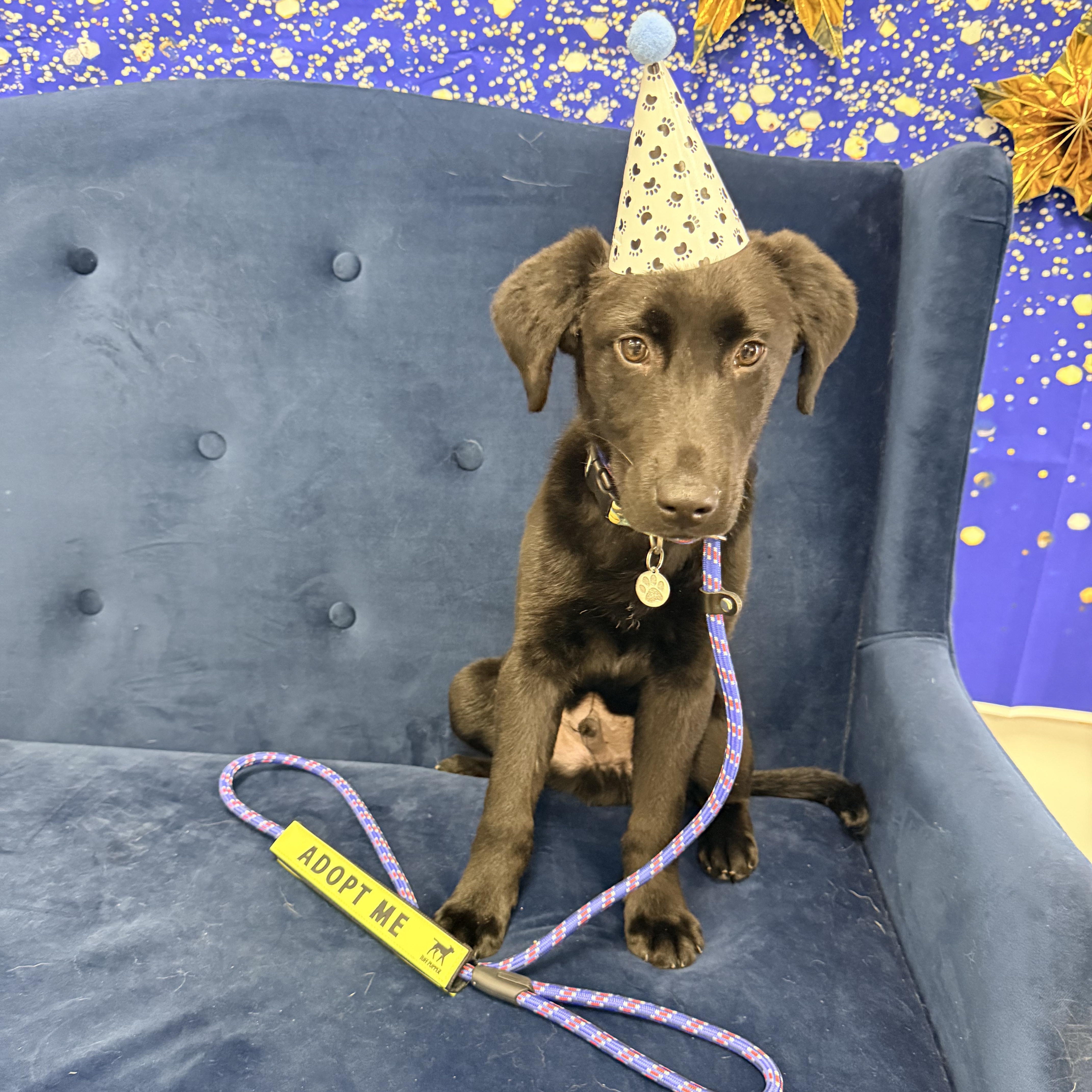 Inky, a Adoptable mixed breed in Louisburg, KS image 2/6