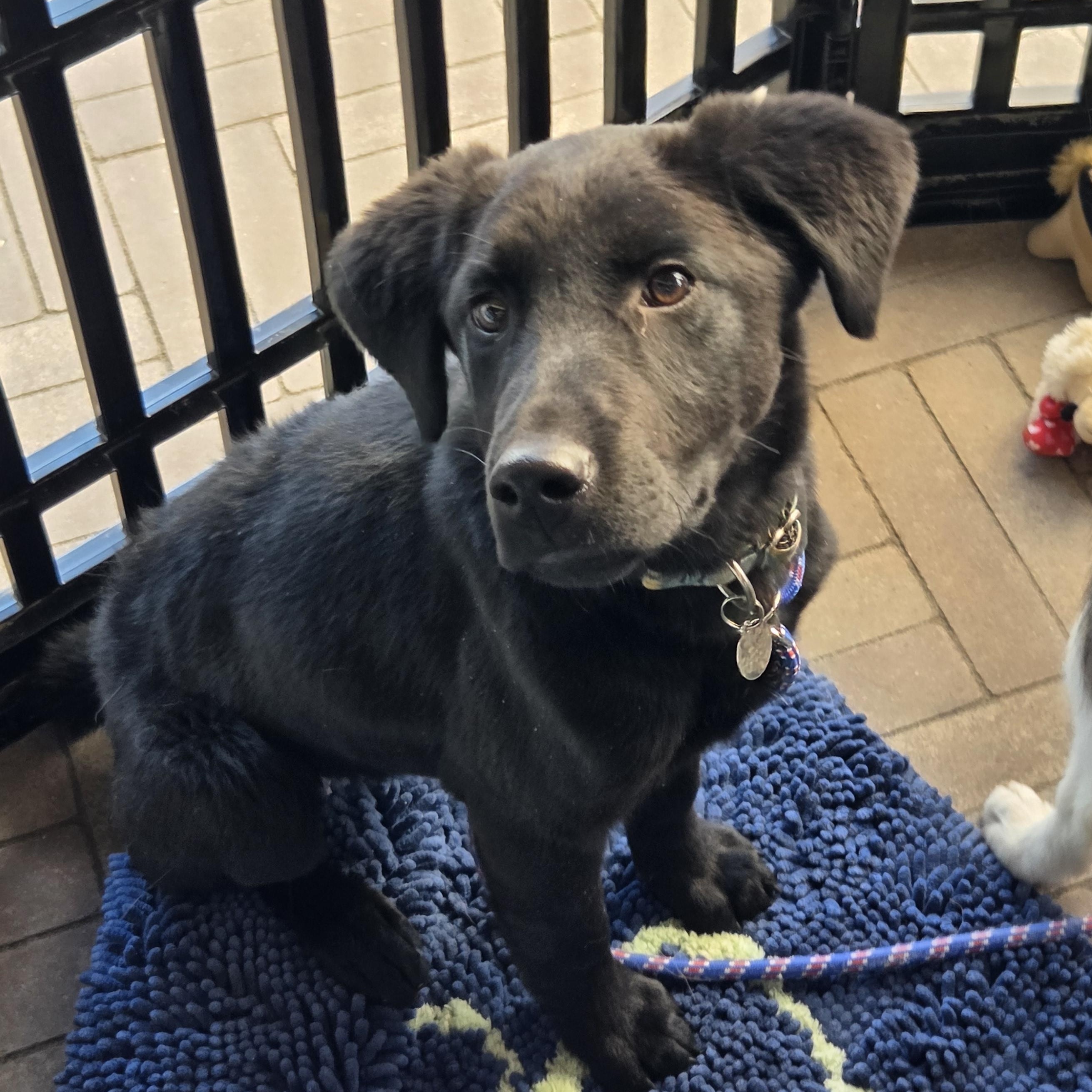 Inky, a Adoptable mixed breed in Louisburg, KS image 3/6