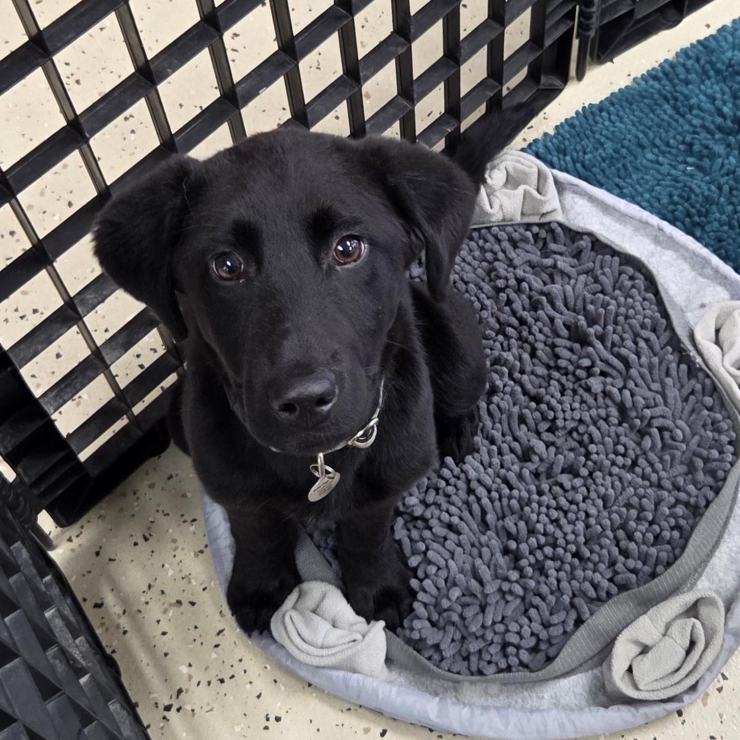 Inky, a Adoptable mixed breed in Louisburg, KS image 4/6