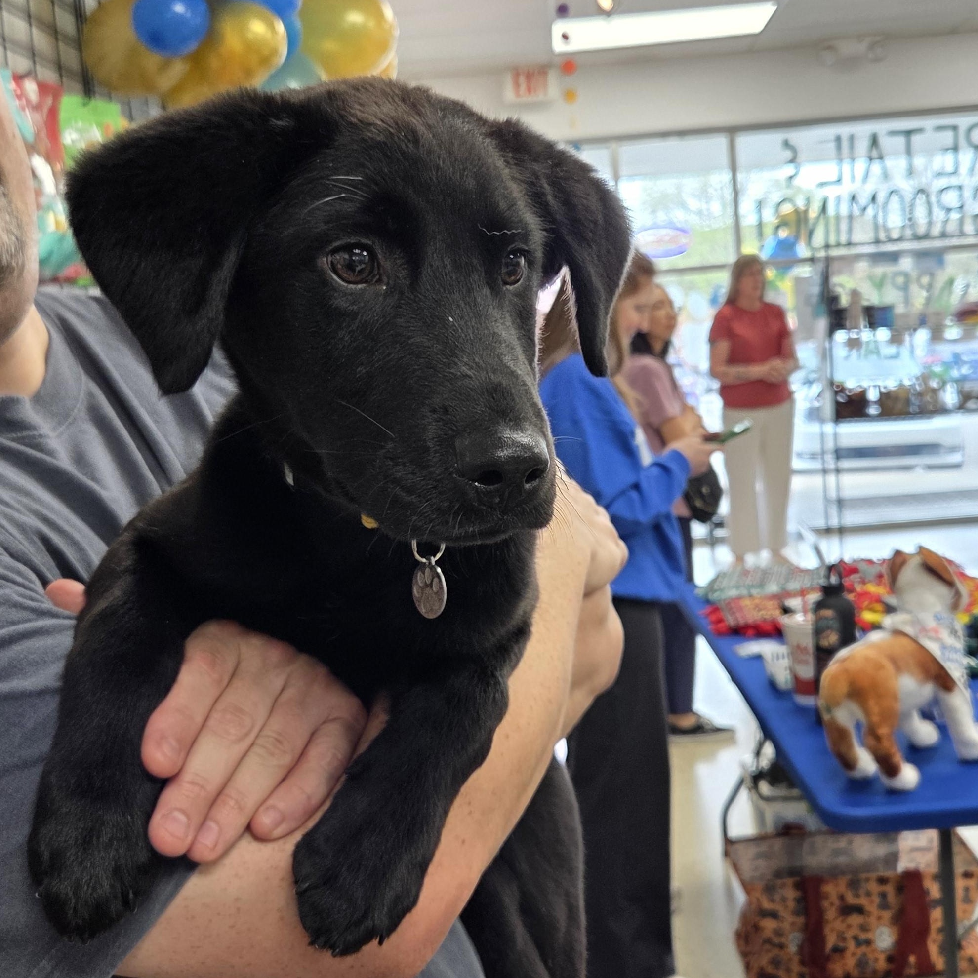 Inky, Adoptable, Puppy Male Border Collie & Labrador Retriever.