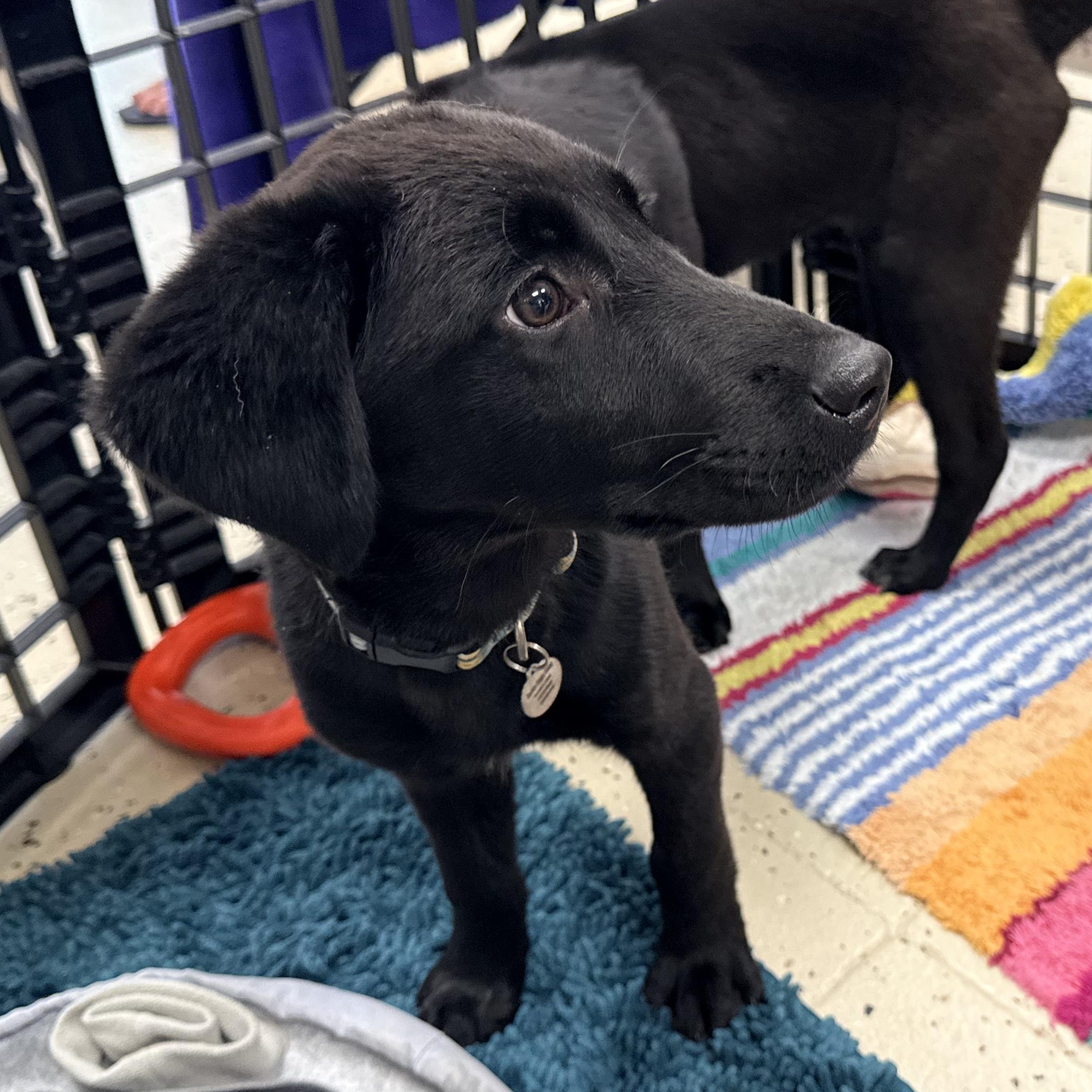 Inky, a Adoptable mixed breed in Louisburg, KS image 5/6