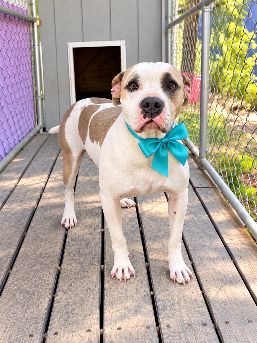 Claudette, Adoptable, Adult Female American Bulldog & American Staffordshire Terrier.